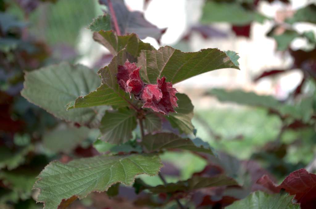 nocciolo rosso_-1024